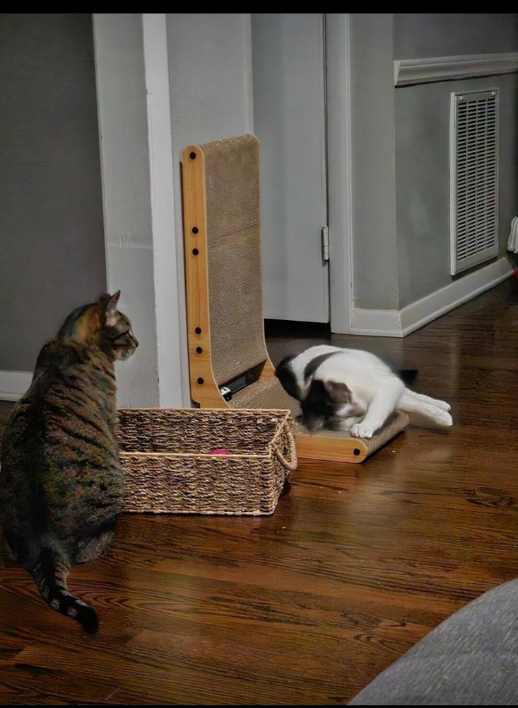 Enlarge Milo and Murphy, a Adoptable Domestic Short Hair in Salisbury, NC image 2/6