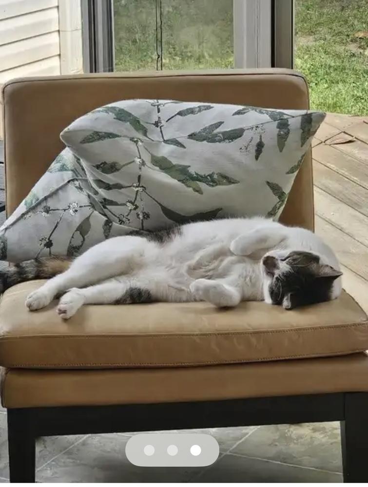 Enlarge Milo and Murphy, a Adoptable Domestic Short Hair in Salisbury, NC image 3/6