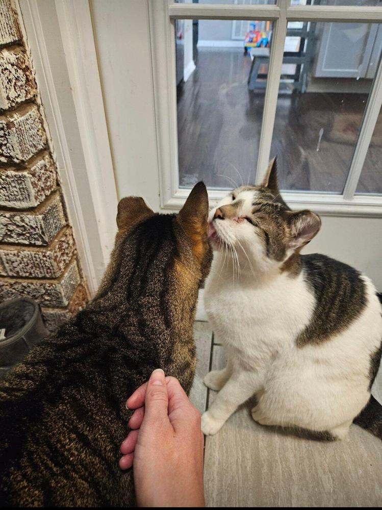 Enlarge Milo and Murphy, a Adoptable Domestic Short Hair in Salisbury, NC image 4/6