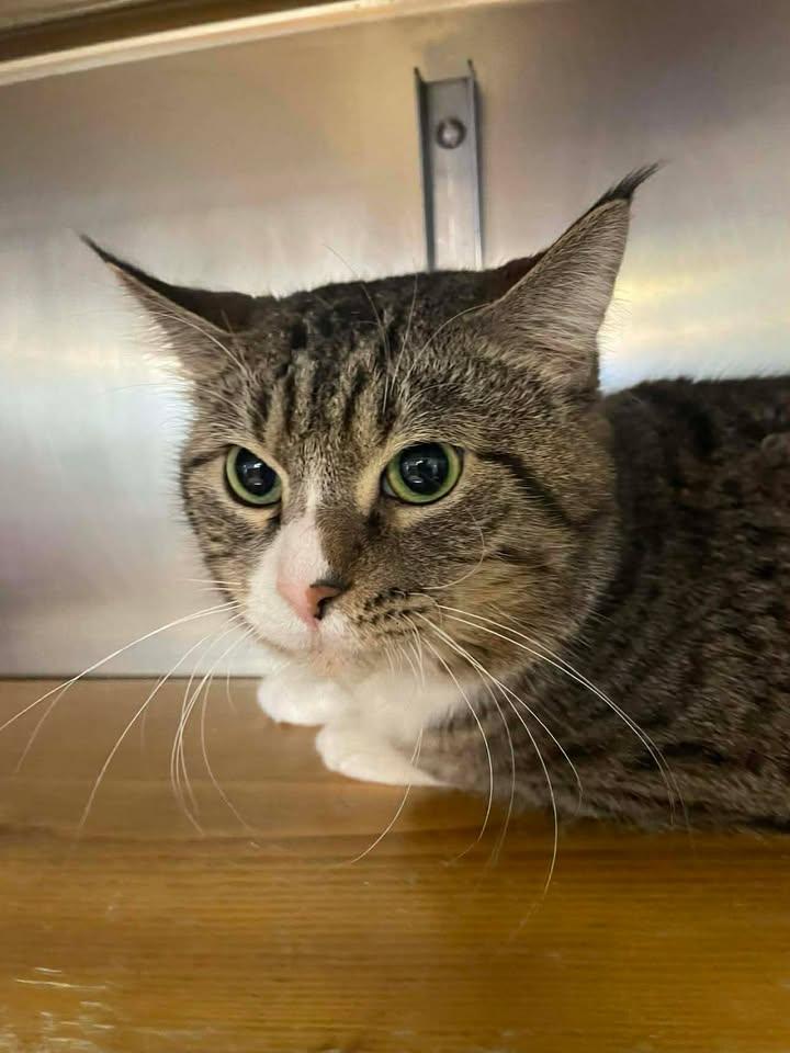 Chonk, ADOPTABLE, Adult Male Domestic Short Hair.