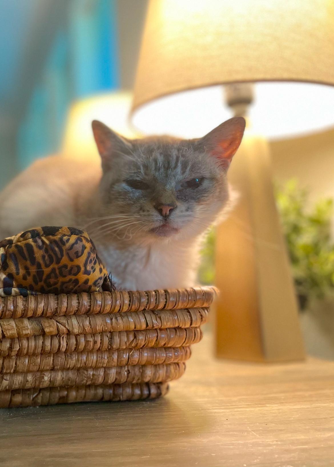 Buttercup, Senior Female Siamese