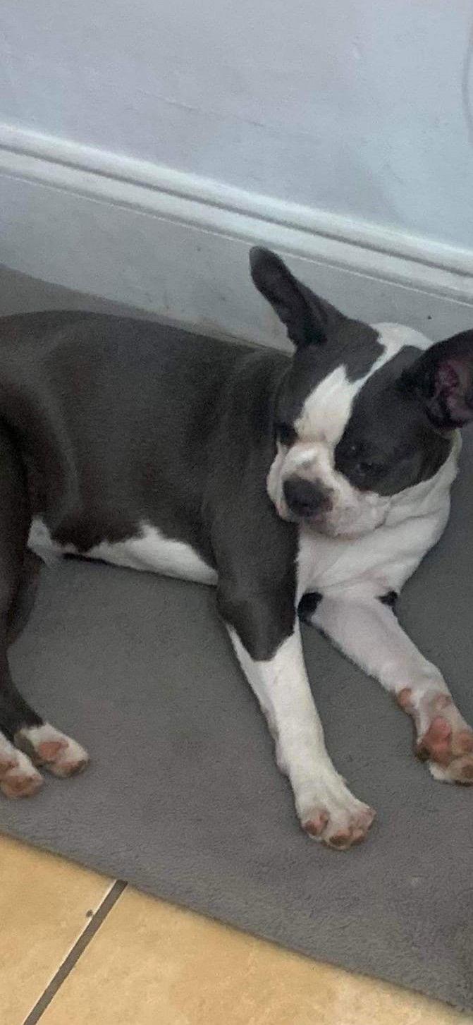 Oreo, Adopted, Young Female Boston Terrier.