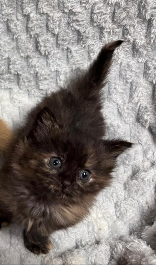 Halle Dingle"BERRY, Adopted, Kitten Female Domestic Long Hair.