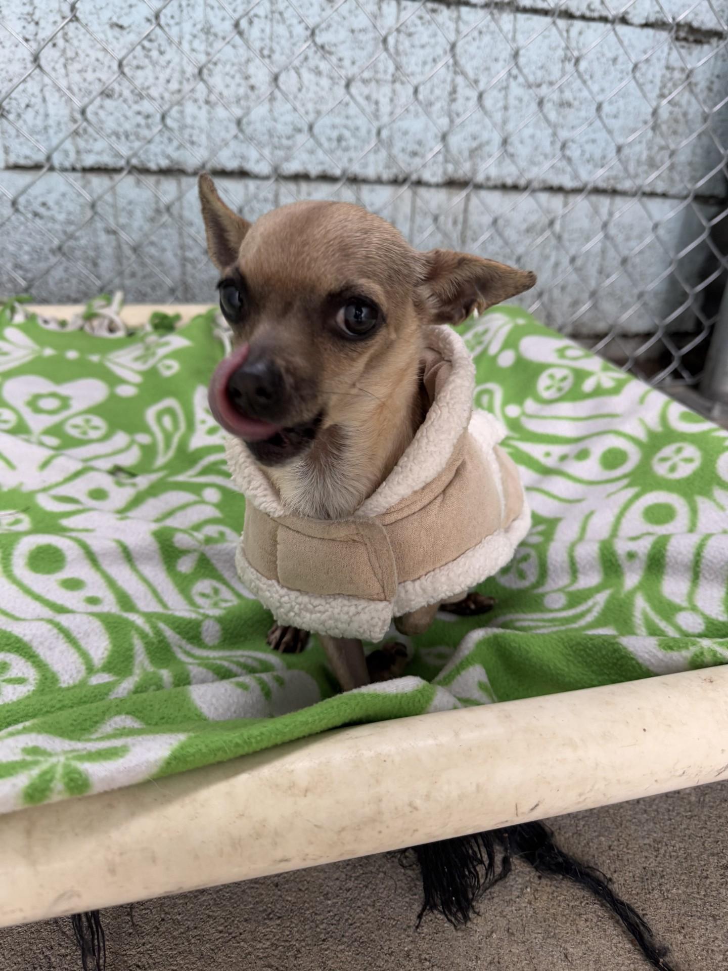 Enlarge RUTH , an adoptable Chihuahua in Fresno, CA image 1/4