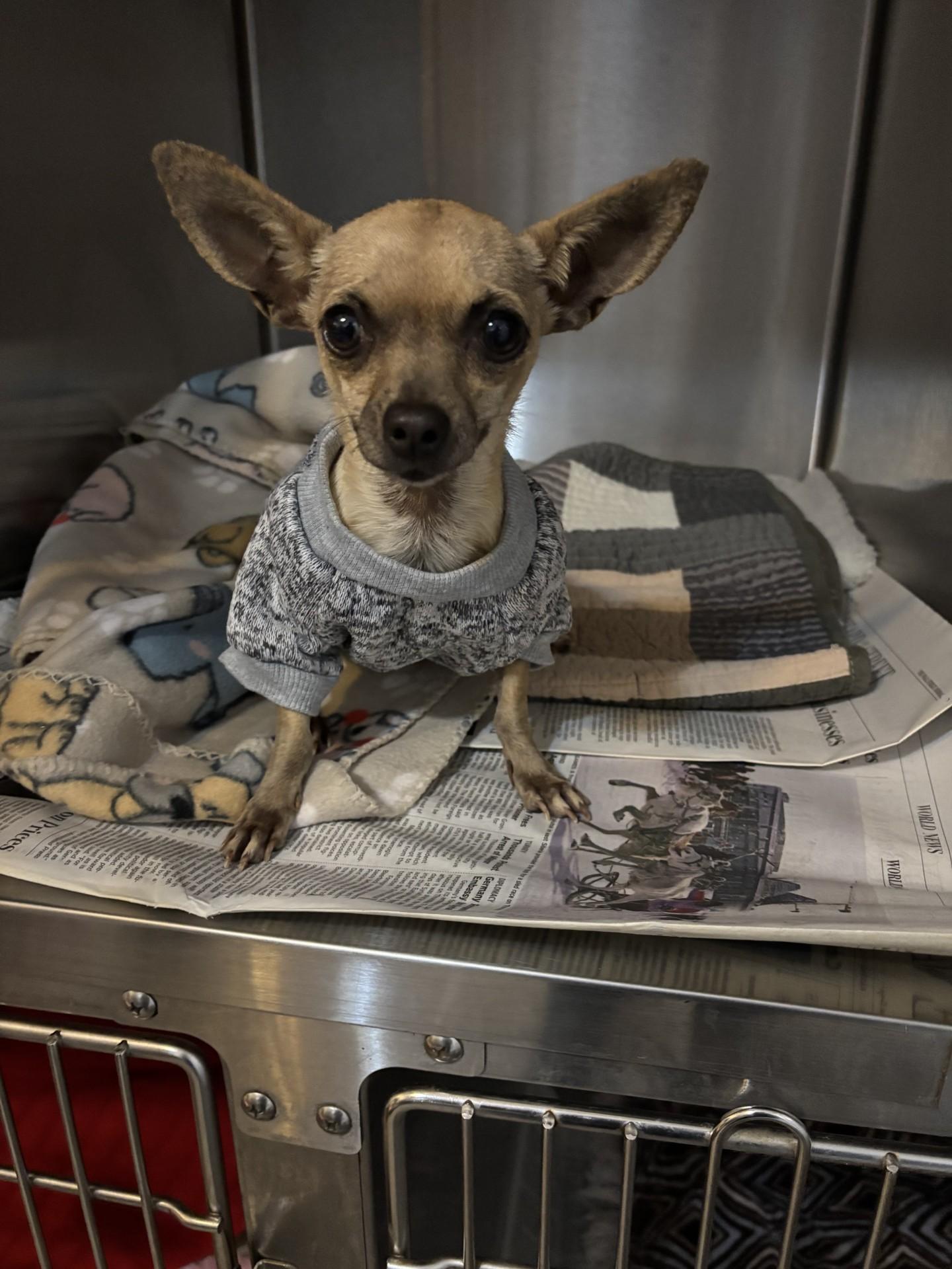 Enlarge RUTH , an adoptable Chihuahua in Fresno, CA image 2/4