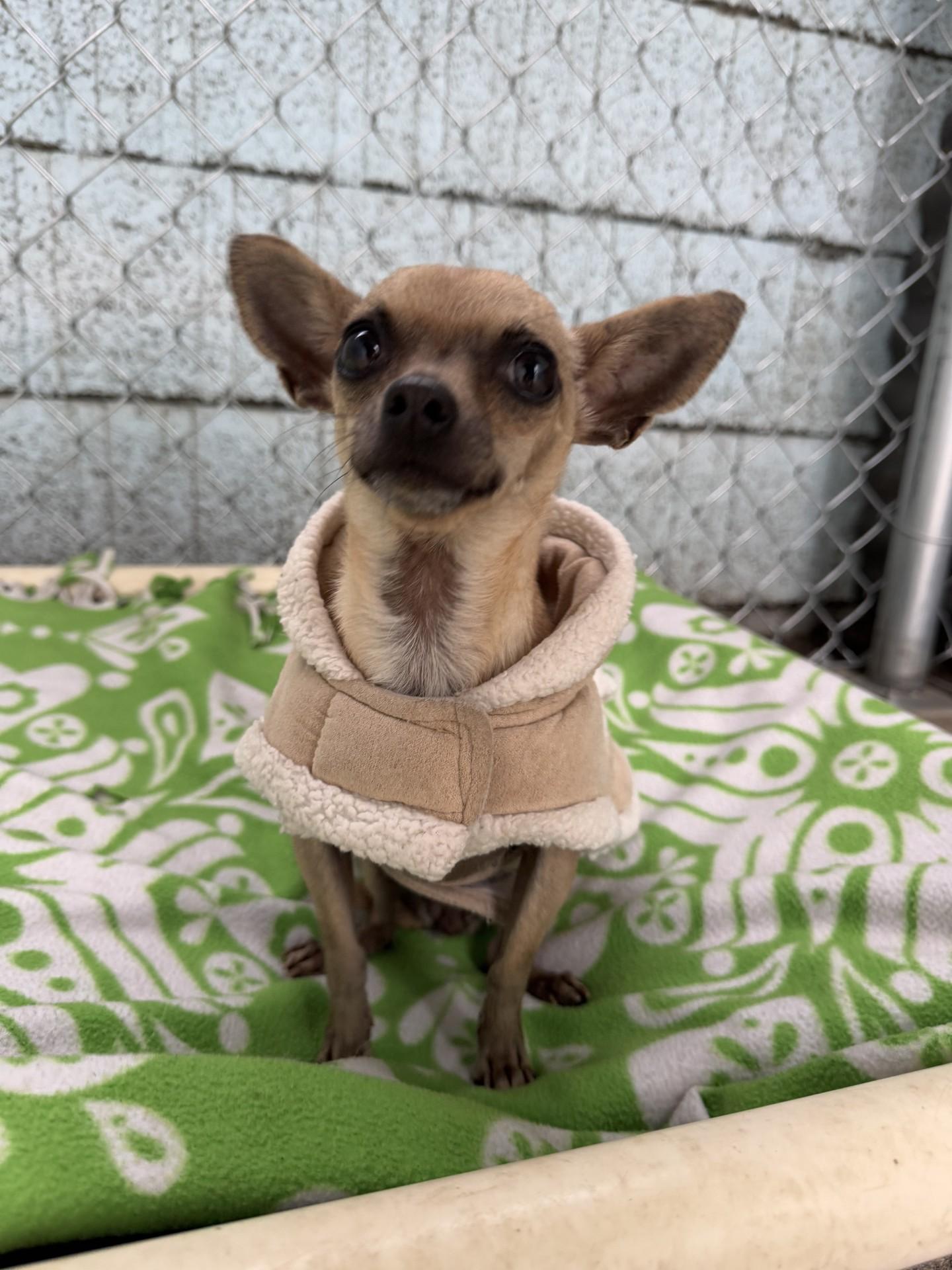 Enlarge RUTH , an adoptable Chihuahua in Fresno, CA image 3/4