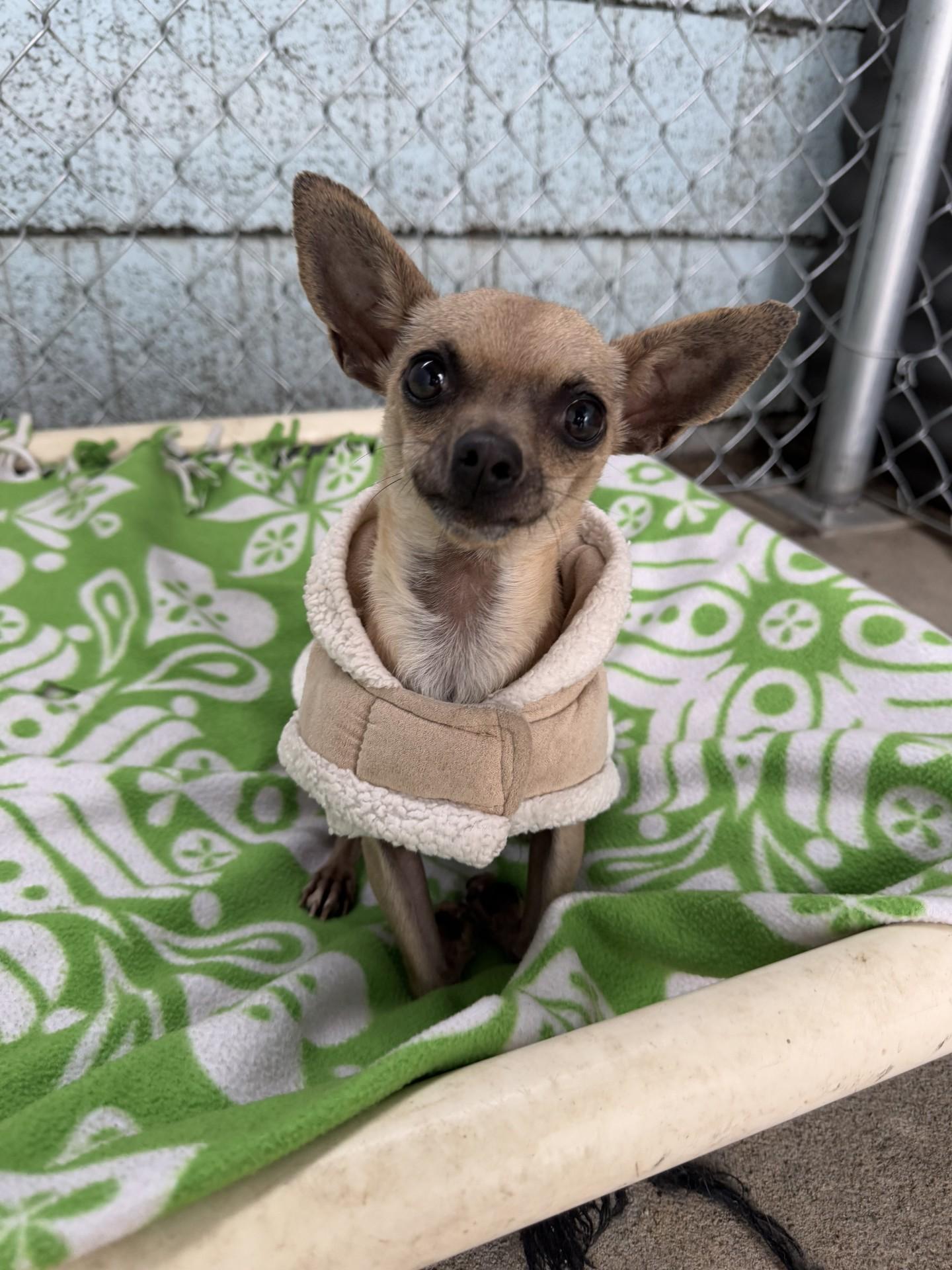 Enlarge RUTH , an adoptable Chihuahua in Fresno, CA image 4/4