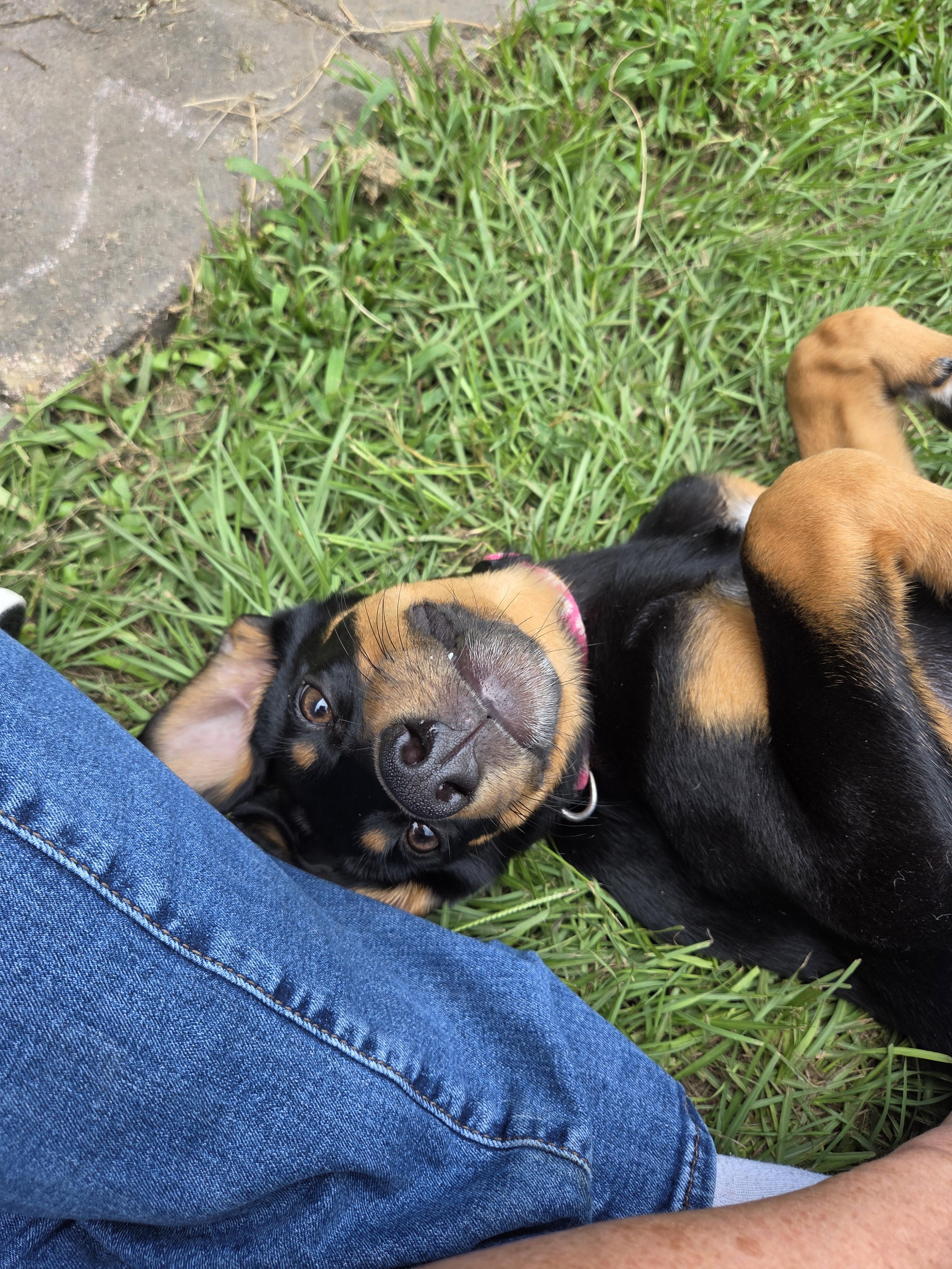 Enlarge Dilly, a Adopted mixed breed in PENSACOLA, FL image 2/2