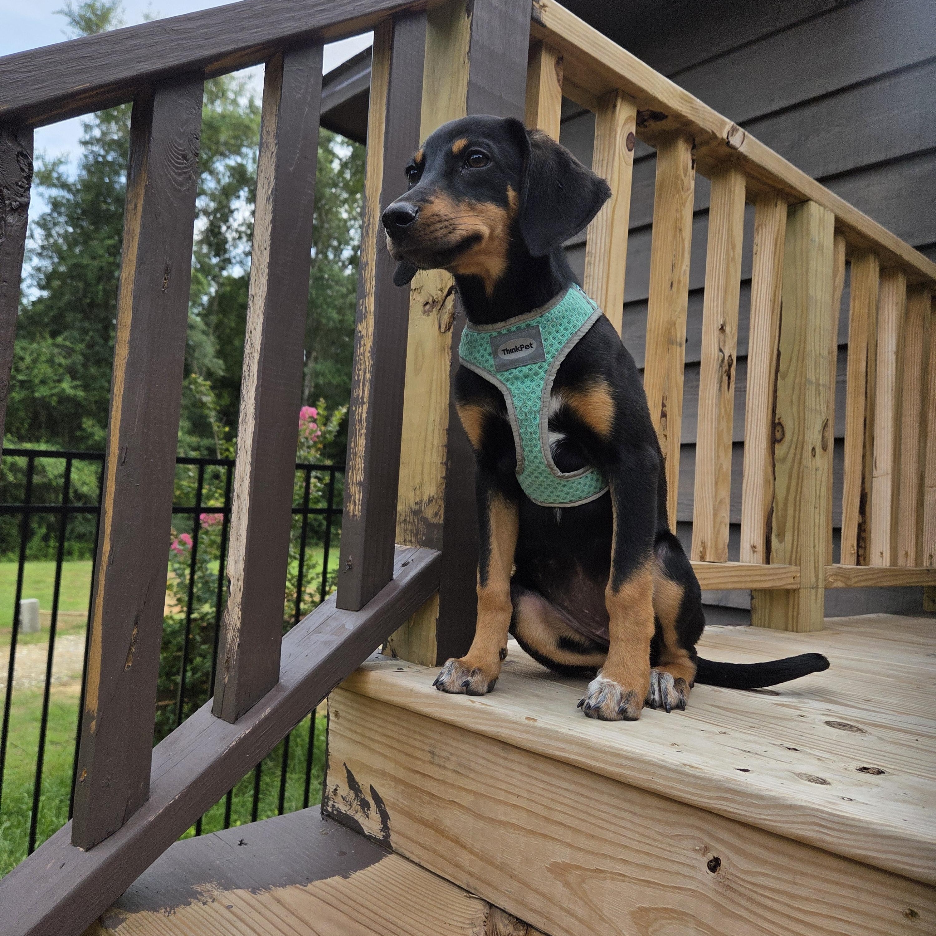 Enlarge Dilly, a Adopted mixed breed in PENSACOLA, FL image 1/2