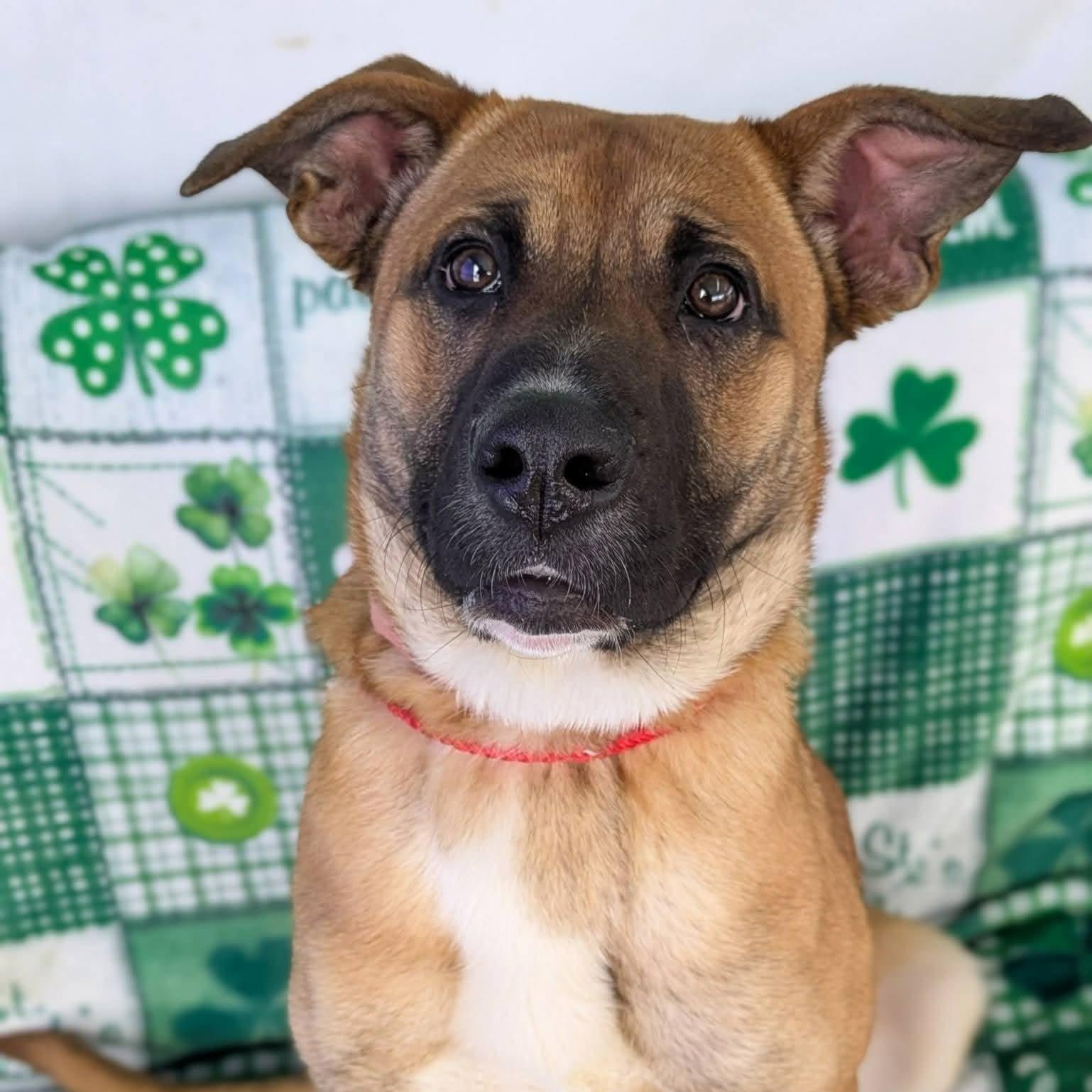 Reese, ADOPTABLE, Young Female Shepherd.