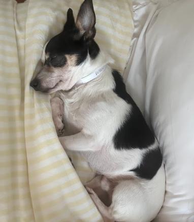 Potato, Adoptable, Adult Male Chihuahua & Terrier.