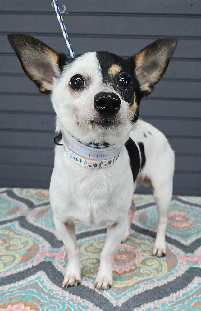 Potato, Adoptable, Adult Male Chihuahua & Terrier.