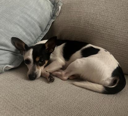 Enlarge Potato, a Adoptable mixed breed in Manhattan, NY image 2/4