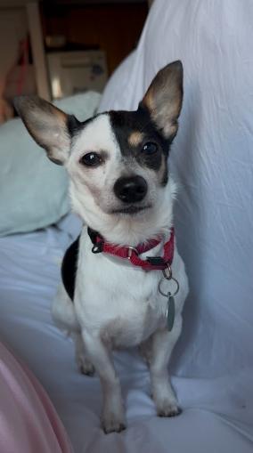 Enlarge Potato, a Adoptable mixed breed in Manhattan, NY image 3/4