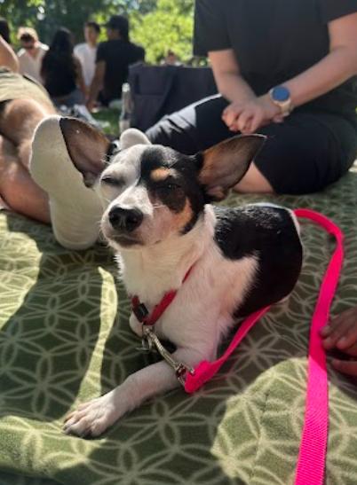 Enlarge Potato, a Adoptable mixed breed in Manhattan, NY image 4/4