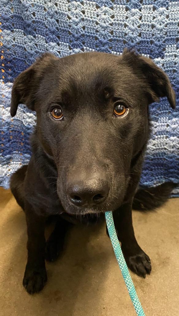Rudy, an adoptable Borador in Colusa, CA, 95932 | Photo Image 1