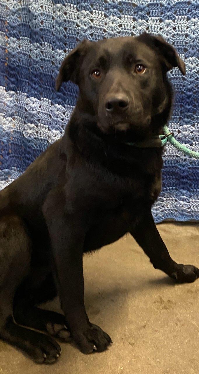 Rudy, an adoptable Borador in Colusa, CA, 95932 | Photo Image 3