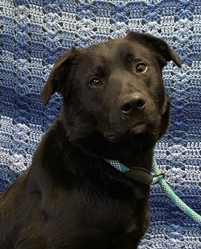 Rudy, an adoptable Borador in Colusa, CA, 95932 | Photo Image 4