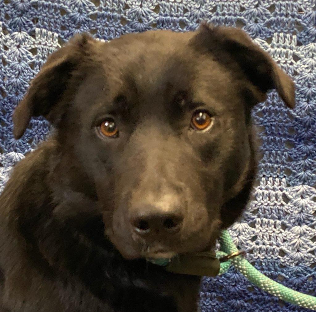 Rudy, an adoptable Borador in Colusa, CA, 95932 | Photo Image 2
