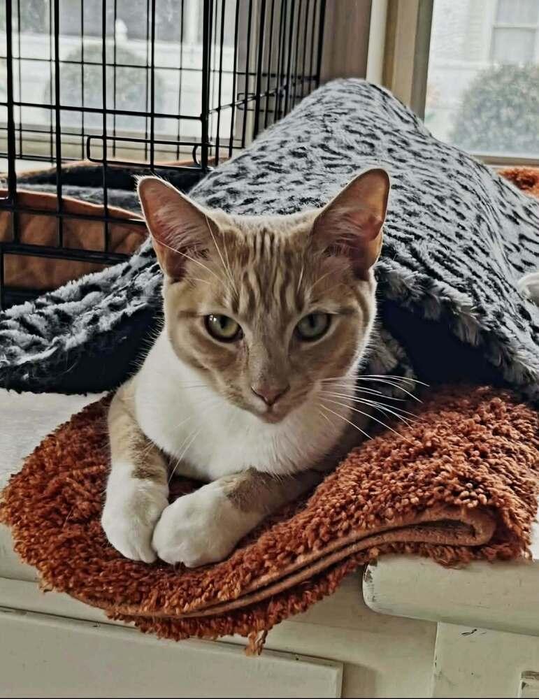 Gingersnap, Adoptable, Young Male Domestic Short Hair.