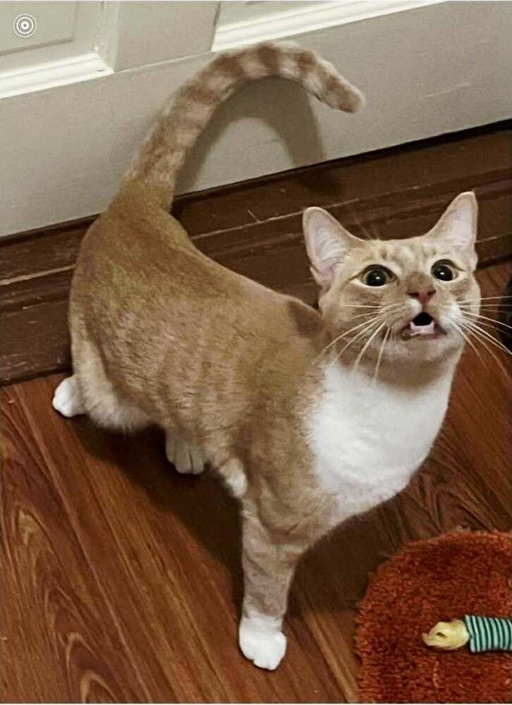 Gingersnap, a Adoptable mixed breed in WARNER ROBINS, GA image 3/3