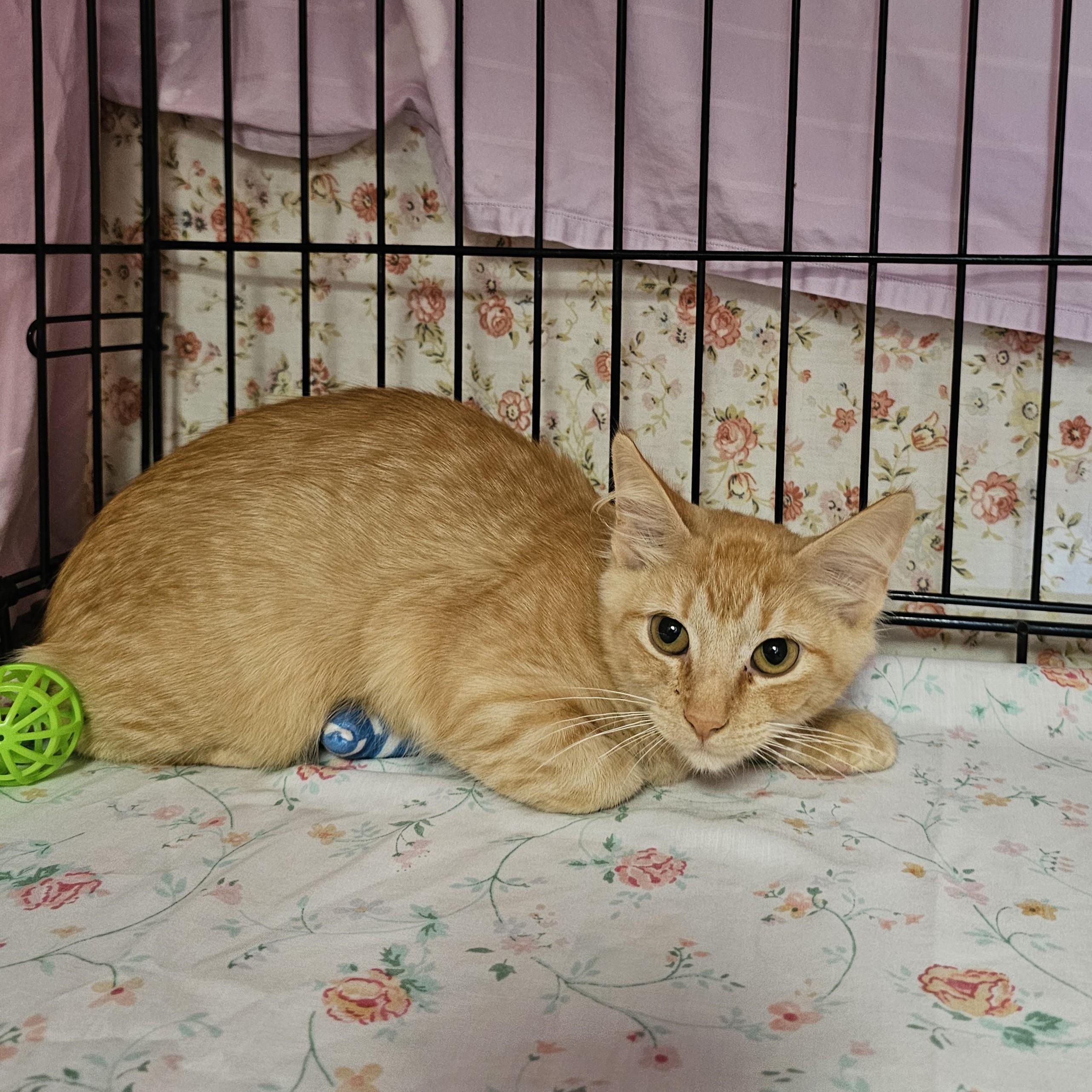 Enlarge Sunrise, an adopted Domestic Medium Hair in Searcy, AR image 1/1