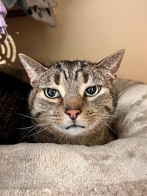 Monty, a Adoptable Domestic Short Hair in Webster, WI image 1/3