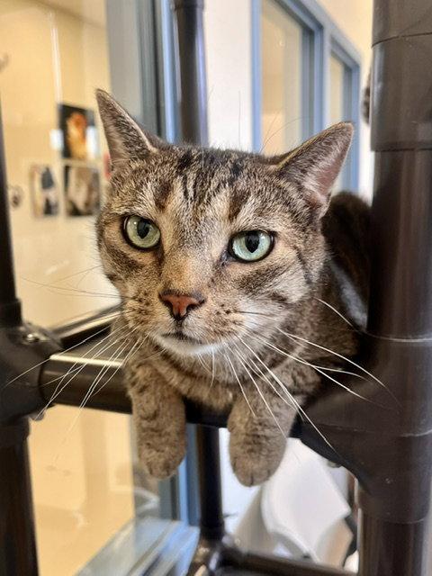 Monty, a Adoptable Domestic Short Hair in Webster, WI image 2/3