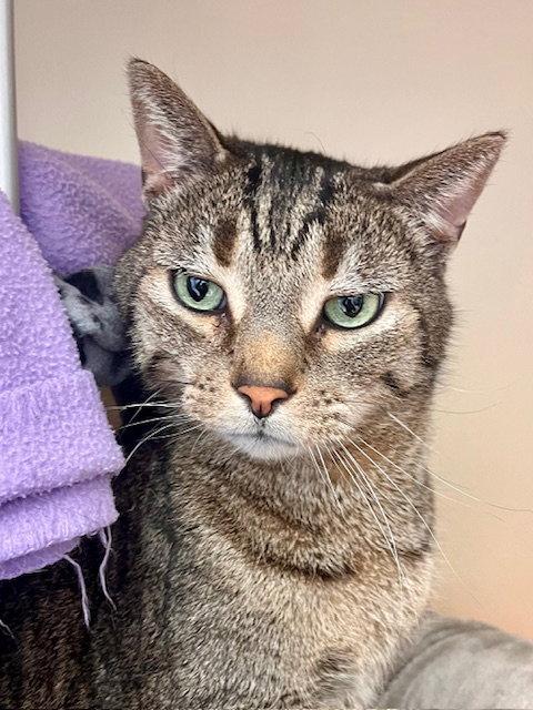 Monty, a Adoptable Domestic Short Hair in Webster, WI image 3/3