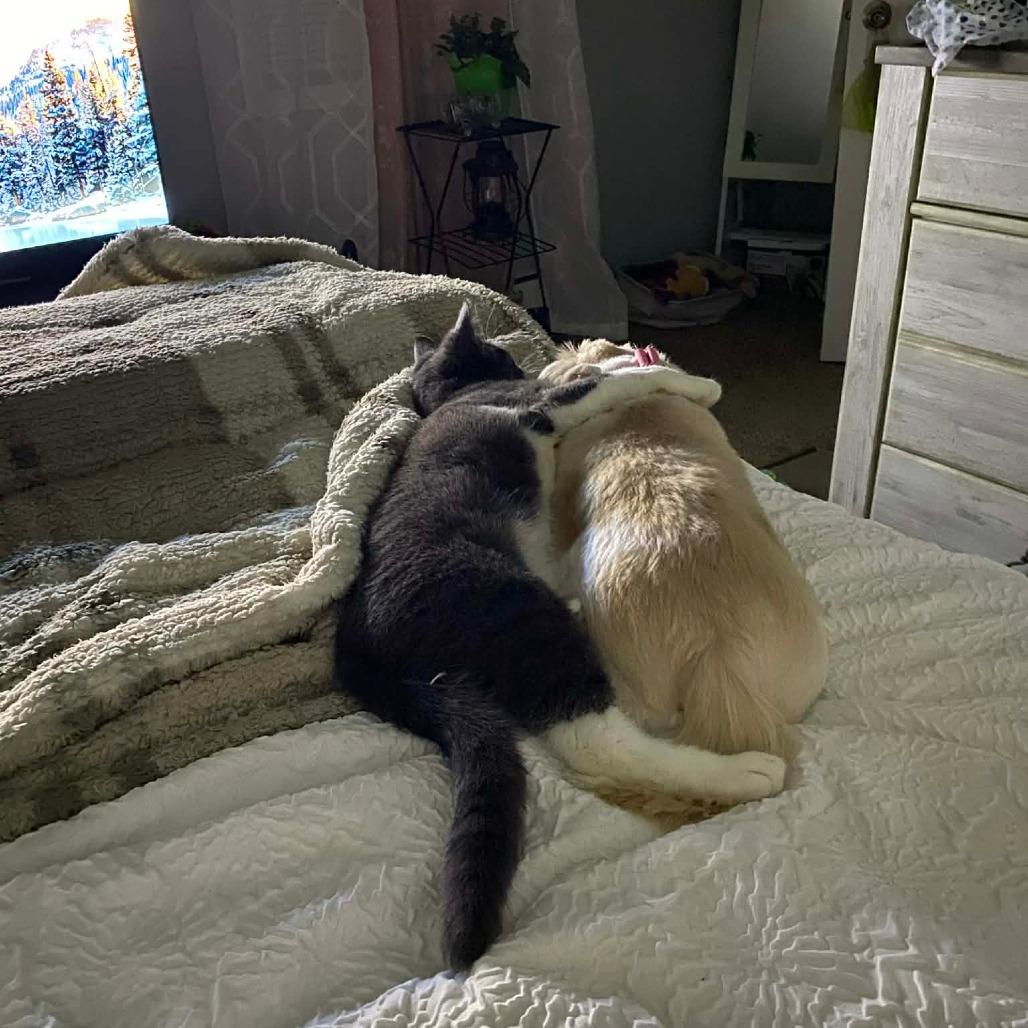 Enlarge Amiga, a Adoptable Domestic Short Hair in Saugerties, NY image 1/6