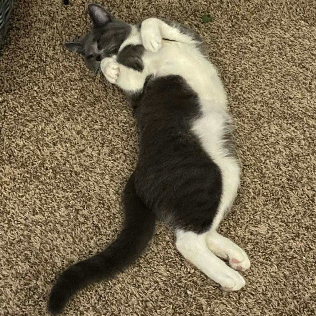 Enlarge Amiga, a Adoptable Domestic Short Hair in Saugerties, NY image 2/6