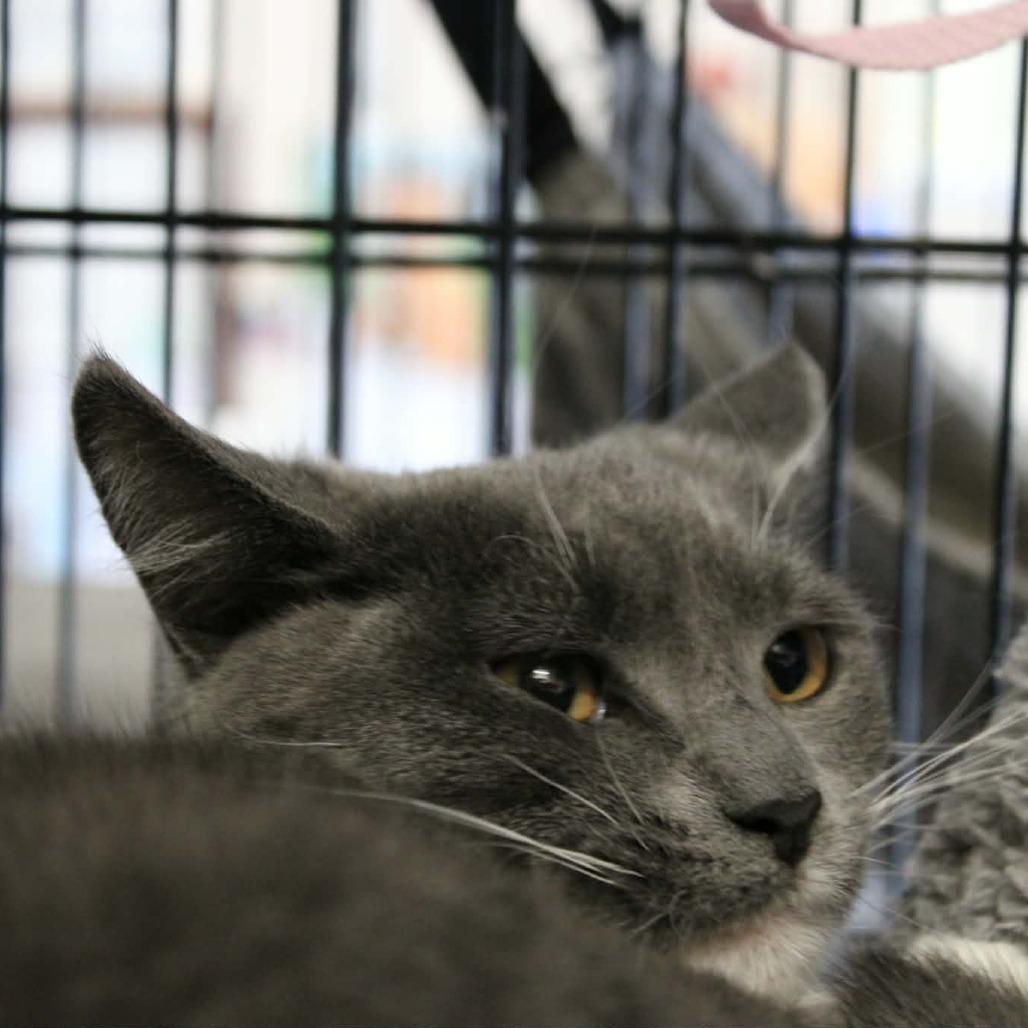 Enlarge Amiga, a Adoptable Domestic Short Hair in Saugerties, NY image 1/3