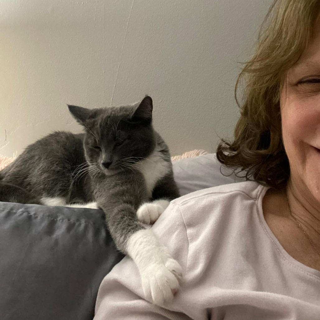 Enlarge Amiga, a Adoptable Domestic Short Hair in Saugerties, NY image 3/6