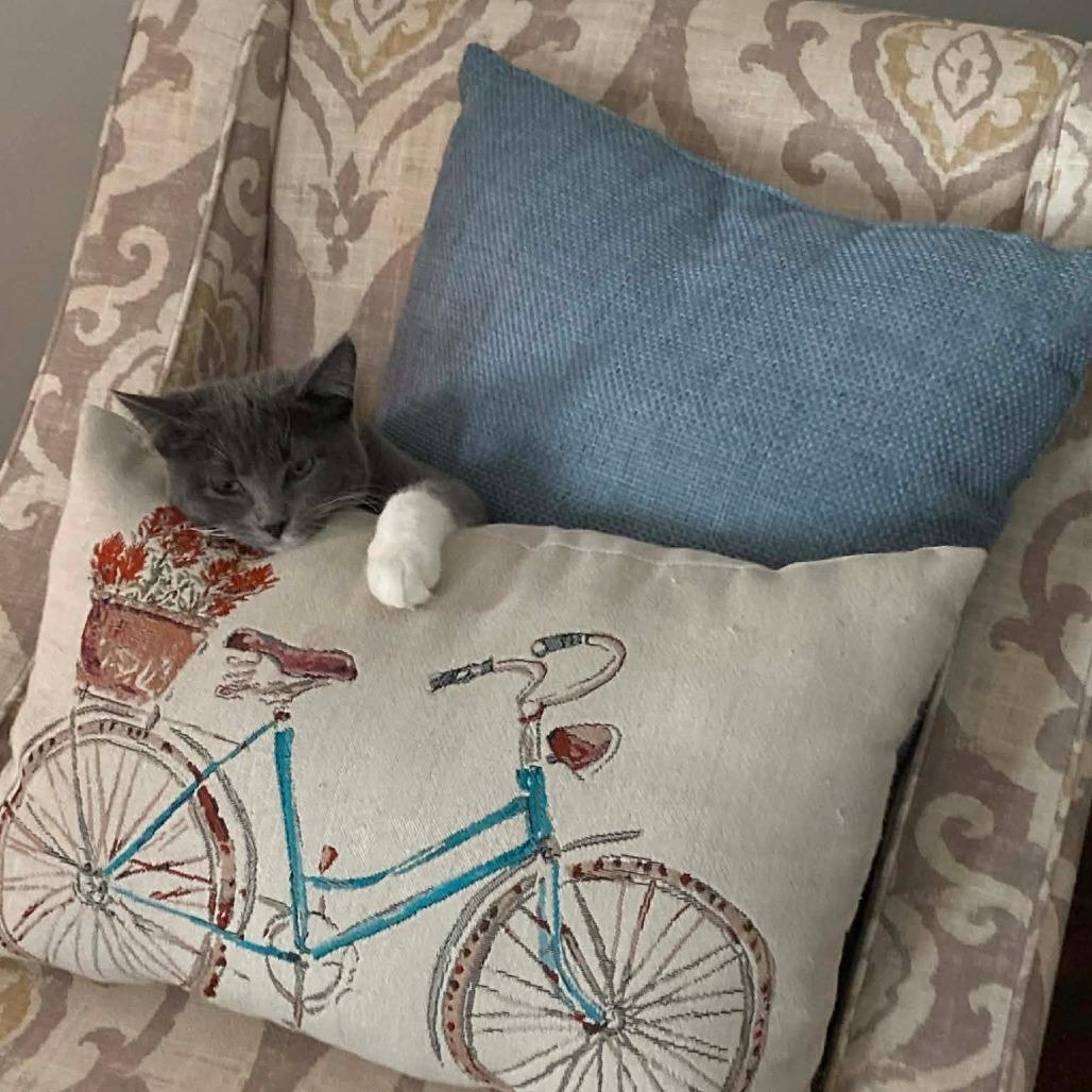 Enlarge Amiga, a Adoptable Domestic Short Hair in Saugerties, NY image 4/6