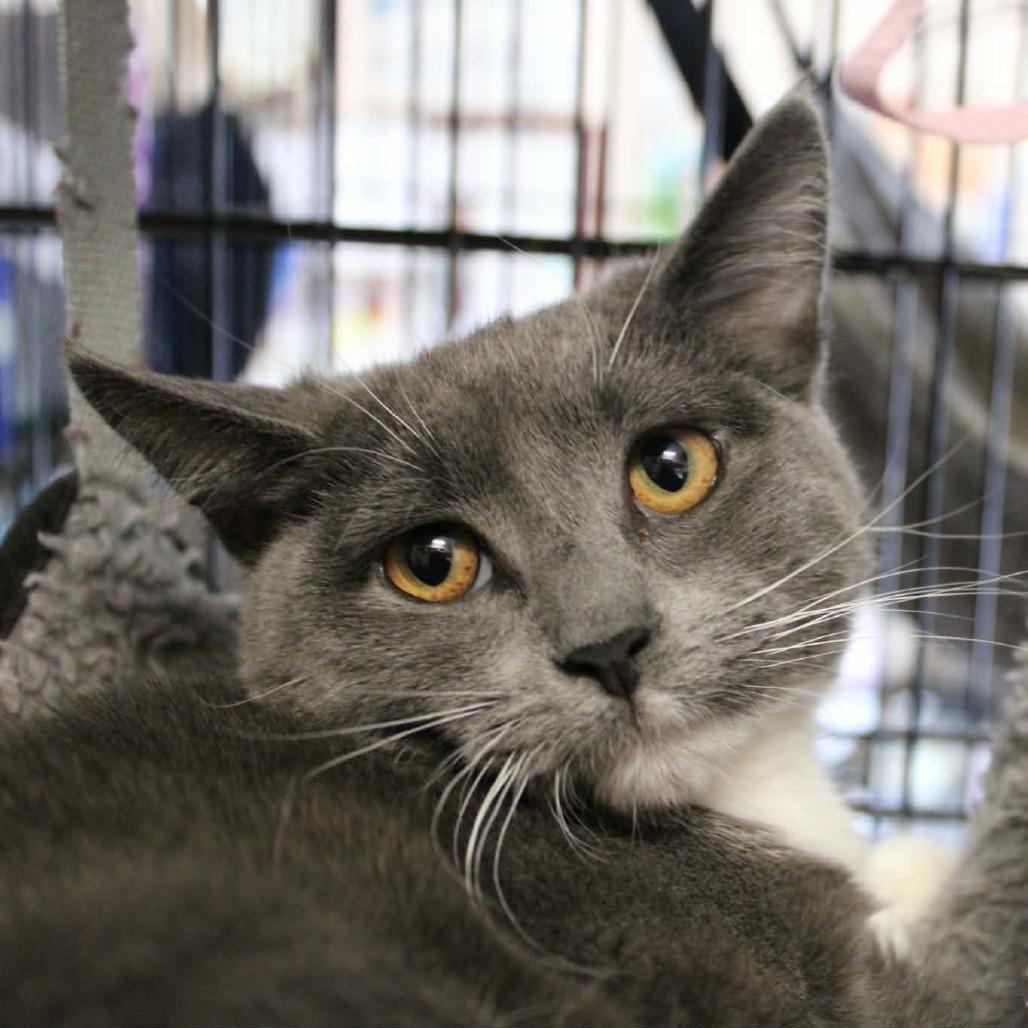 Enlarge Amiga, a Adoptable Domestic Short Hair in Saugerties, NY image 2/3