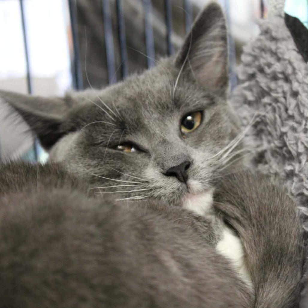 Enlarge Amiga, a Adoptable Domestic Short Hair in Saugerties, NY image 3/3