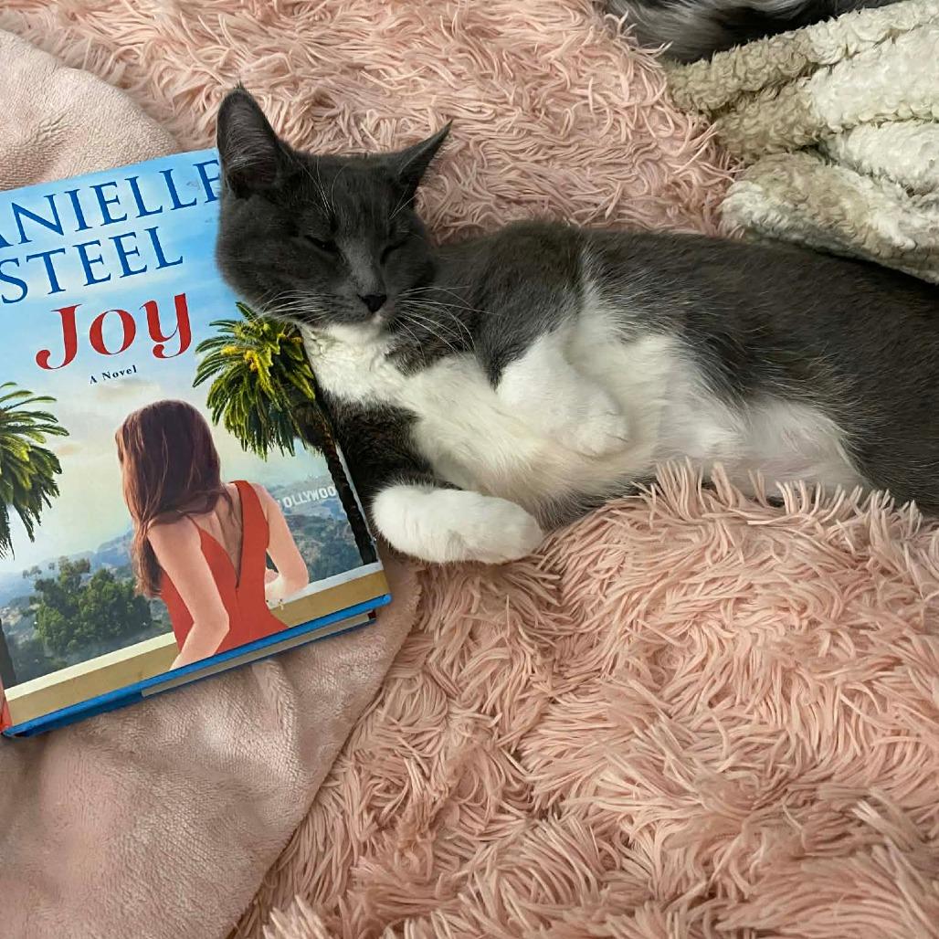 Enlarge Amiga, a Adoptable Domestic Short Hair in Saugerties, NY image 6/6