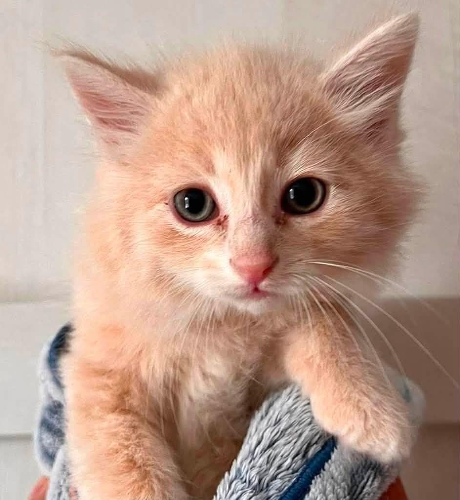 Enlarge Walter, a Adoptable Tabby in Ashton, ON image 1/1