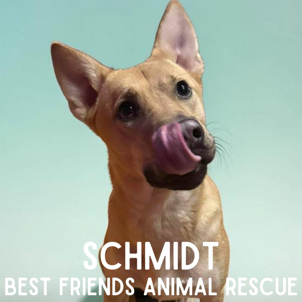 Enlarge Schmidt, a Adoptable Shepherd in Wasilla, AK image 1/6