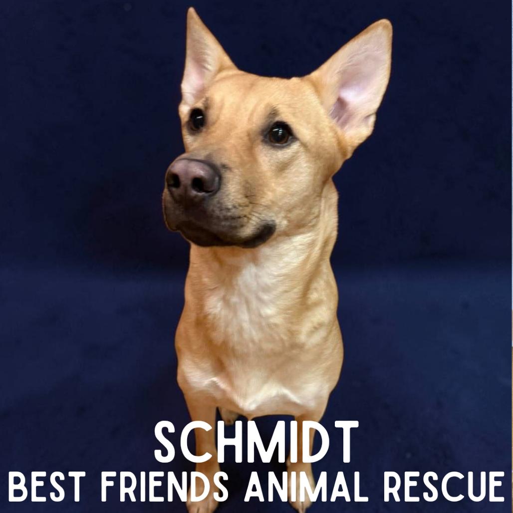 Schmidt, Adoptable, Young Male Shepherd.