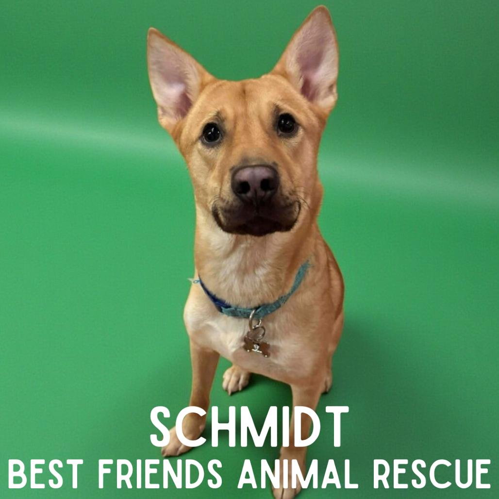 Schmidt, Adoptable, Young Male Shepherd.