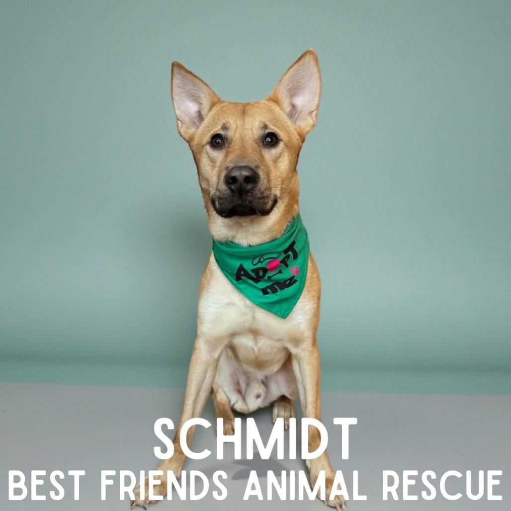 Enlarge Schmidt, a Adoptable Shepherd in Wasilla, AK image 1/5