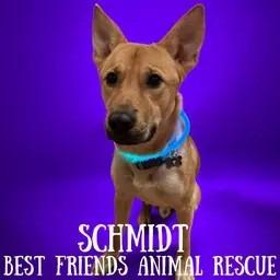 Enlarge Schmidt, a Adoptable Shepherd in Wasilla, AK image 2/5