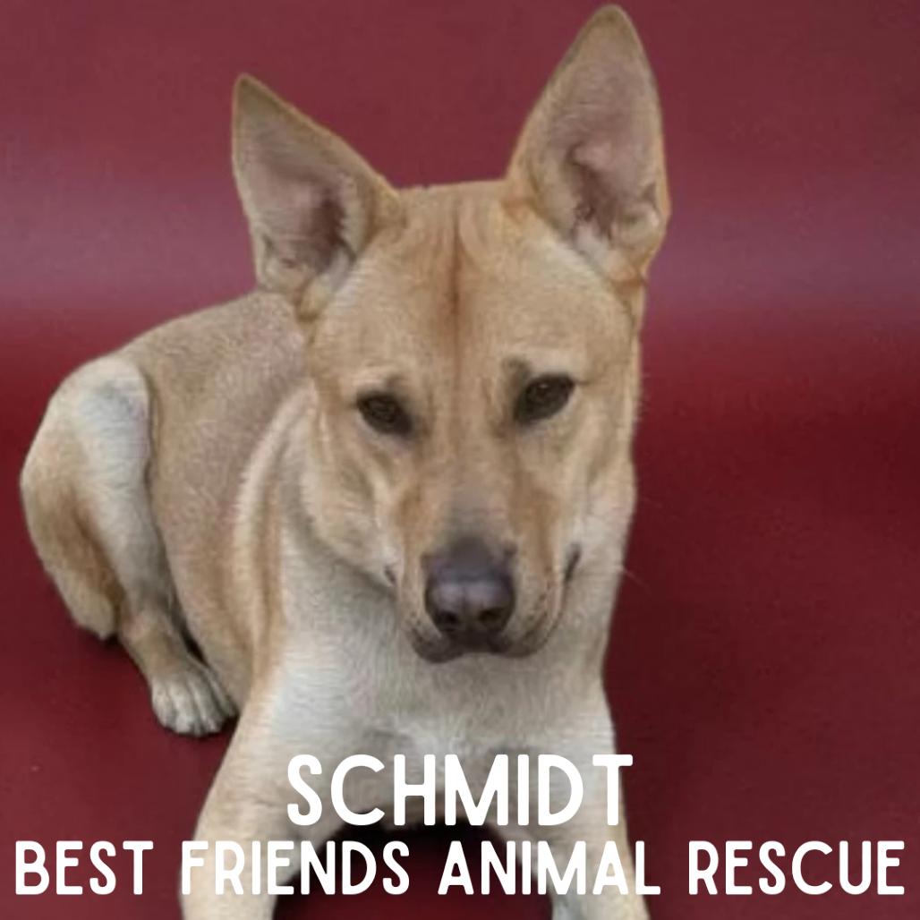 Schmidt, a Adoptable Shepherd in Wasilla, AK image 3/6