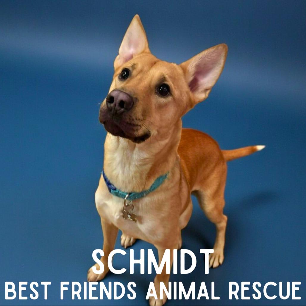 Schmidt, a Adoptable Shepherd in Wasilla, AK image 3/6