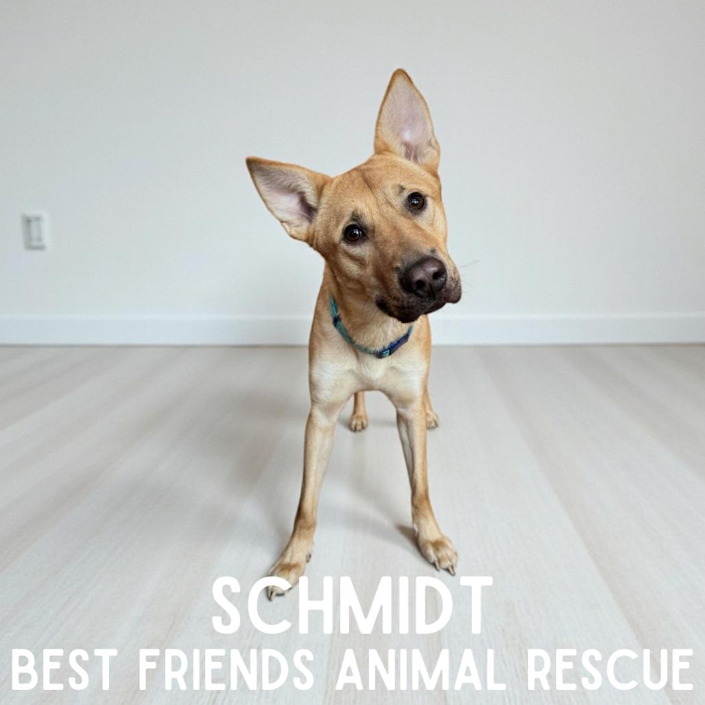 Enlarge Schmidt, a Adoptable Shepherd in Wasilla, AK image 3/5