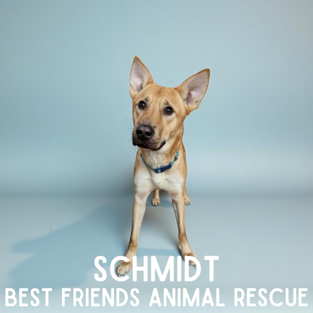Enlarge Schmidt, a Adoptable Shepherd in Wasilla, AK image 4/5