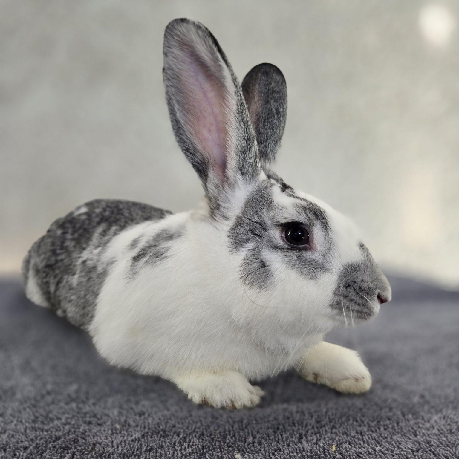 Arlo, adopted, Young Male Bunny Rabbit.