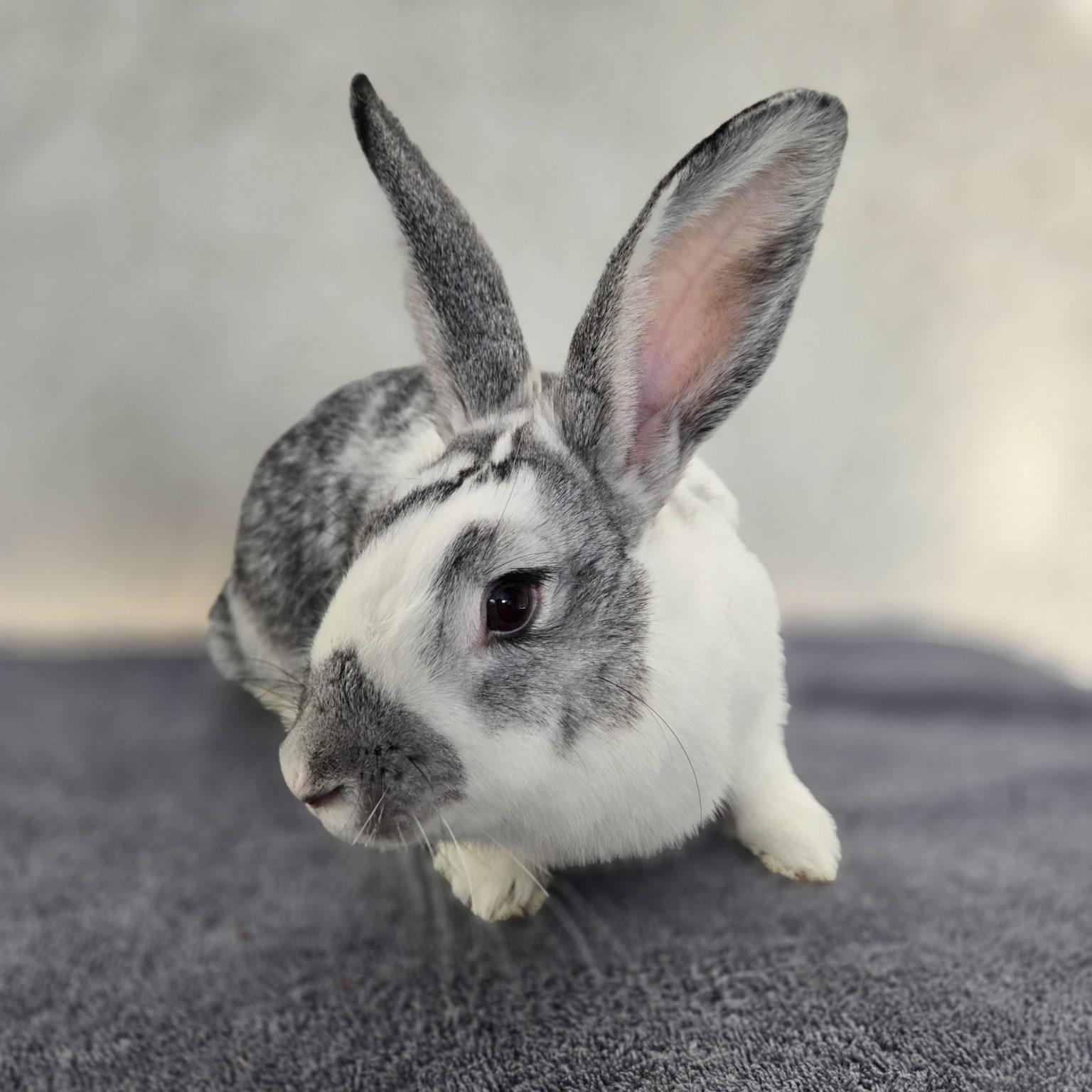 Arlo, an adopted mixed breed in Vancouver, BC image 3/3