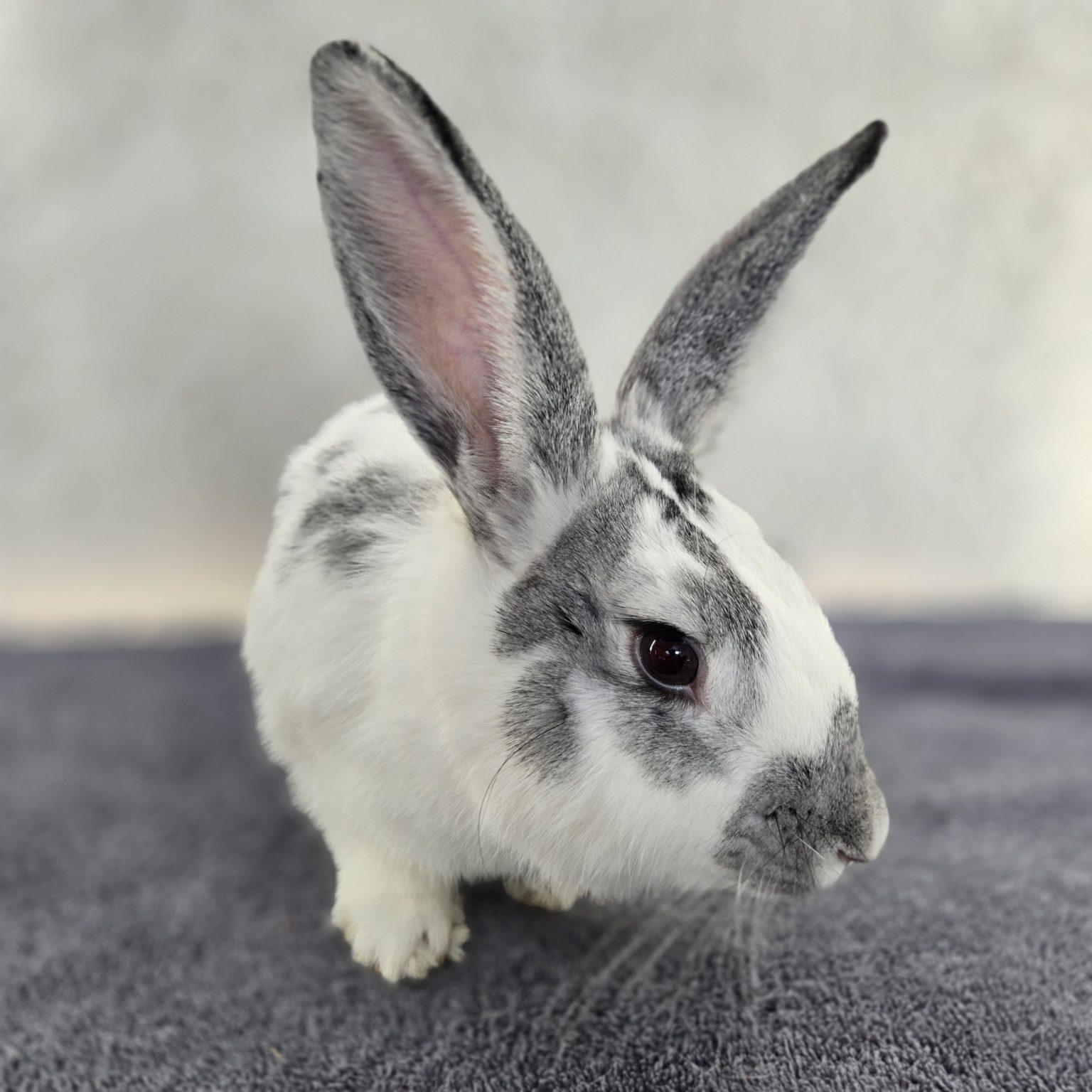Arlo, an adopted mixed breed in Vancouver, BC image 2/3
